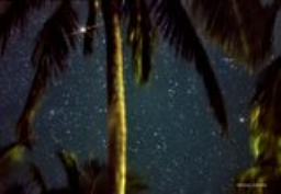 Mars shines brightly through the palm trees with Bettlejuice rising in the bottom right.