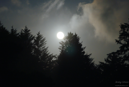 The full moon rises behind trees on the Oregon coast.