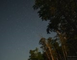 The stars over moonlit trees next to the North Fork of the Skykomish River in Index, WA.